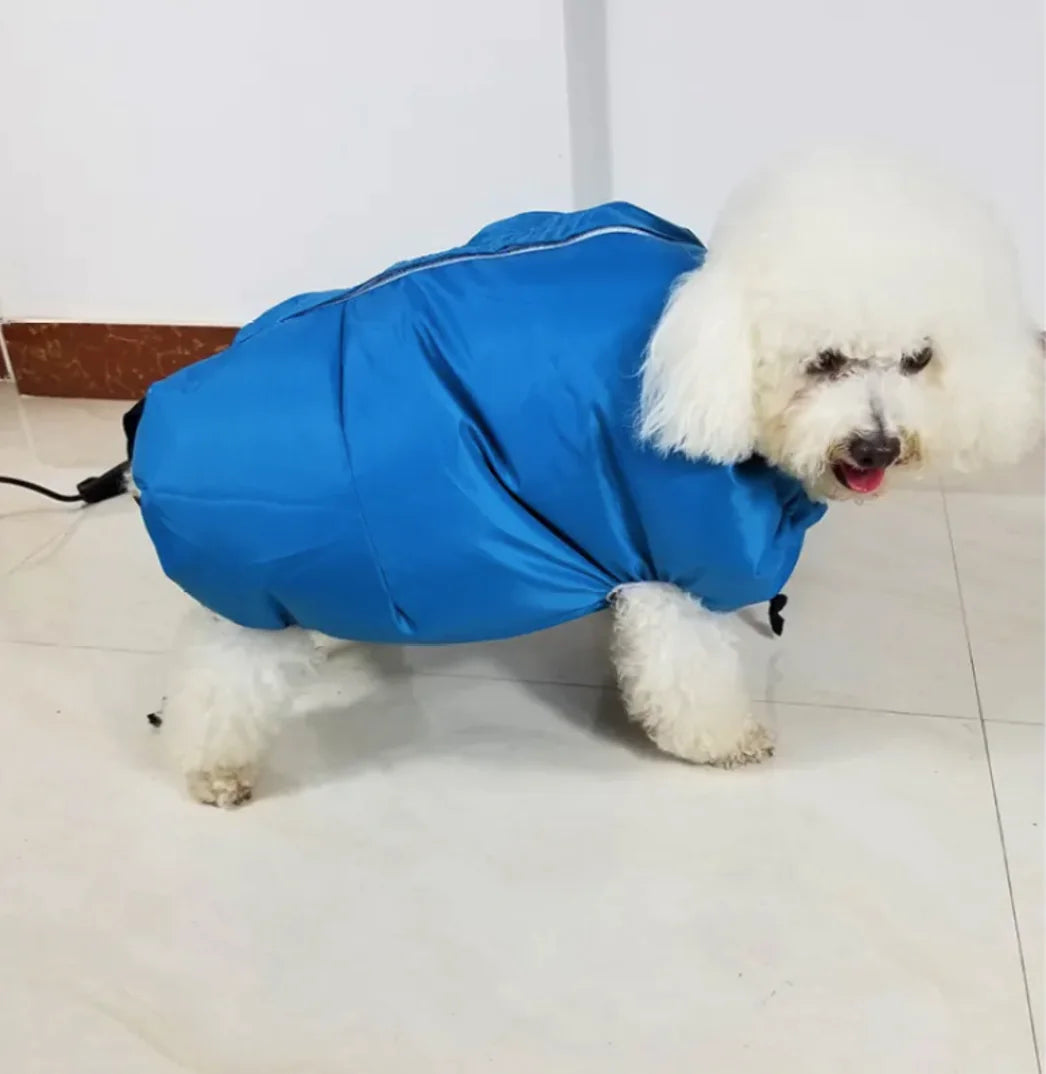 Small dog wearing the blue drying bag