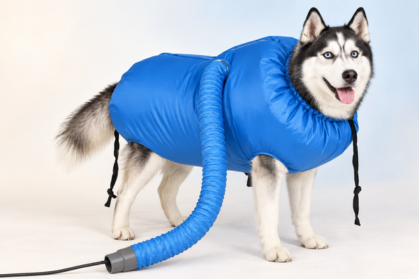 Siberian Husky wearing the blue Pawora hands-free dog drying bag